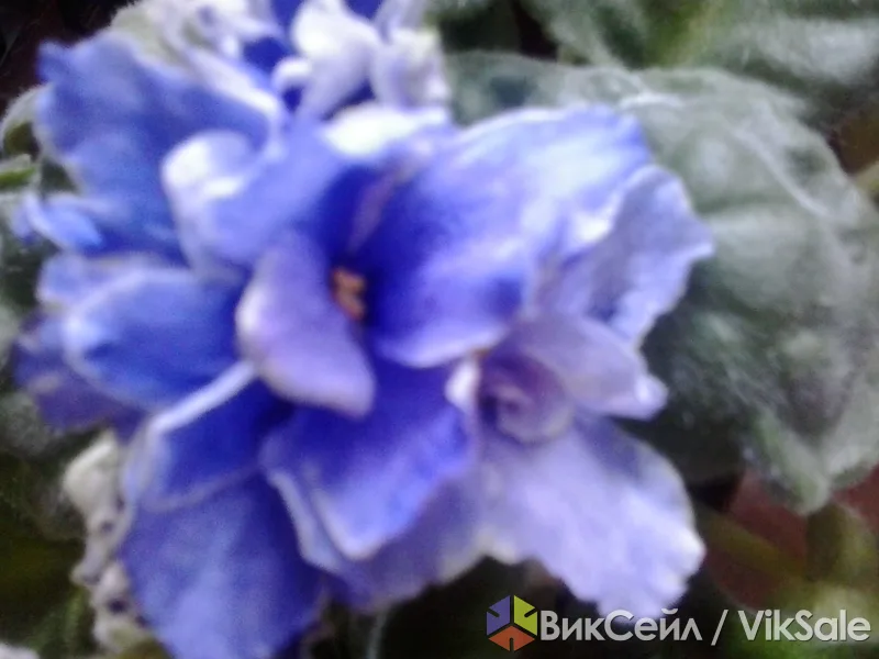 Детки узамбарских фиалок редких сортов