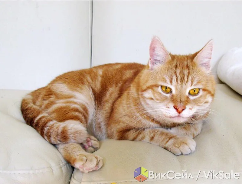 Рыжий мраморный кот ищет новый дом