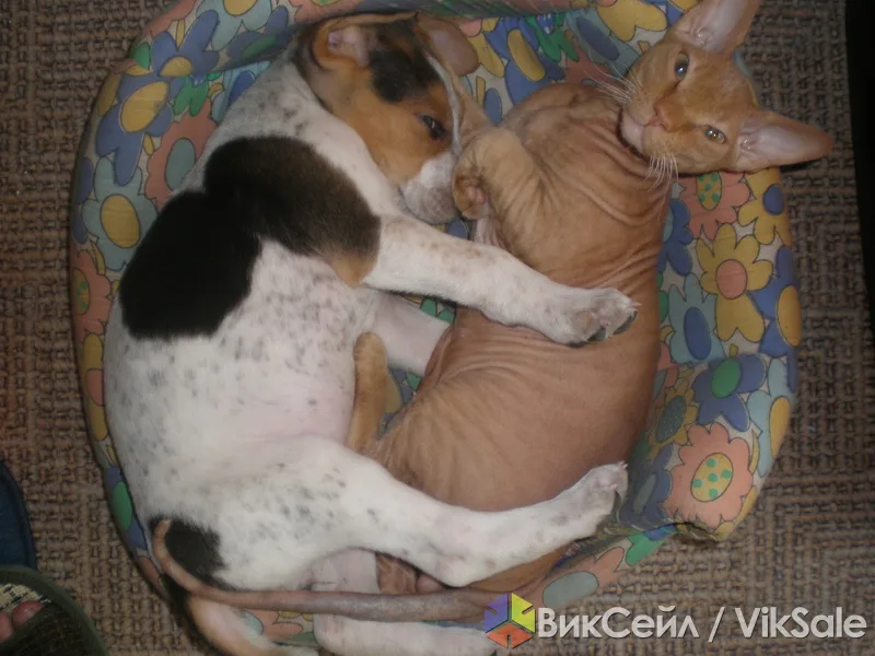 Потерялся кот породы донской сфинкс