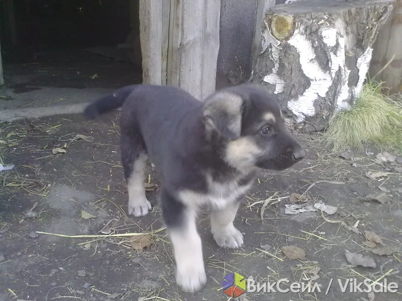Щенки немецкой овчарки от рабочих родителей