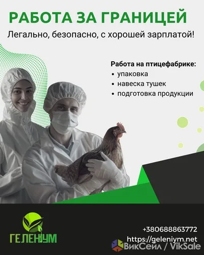Работа за границей на птицефабрике: зарплата, жильё и питание за счёт компании