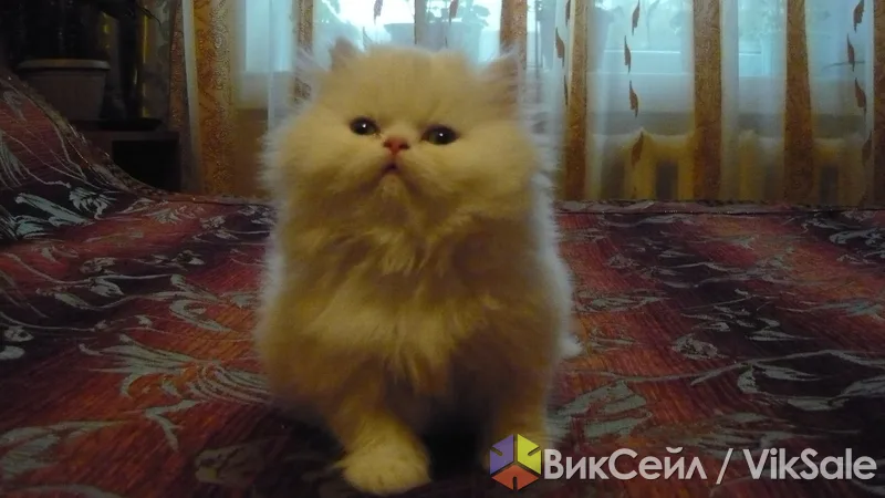 Персидские котята: бежевый, серебристый, чёрный дым
