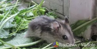 Джунгарские хомяки — милые питомцы для детей