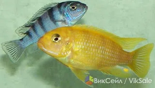Аквариумные рыбки псевдотрофеус ломбардо, подростки