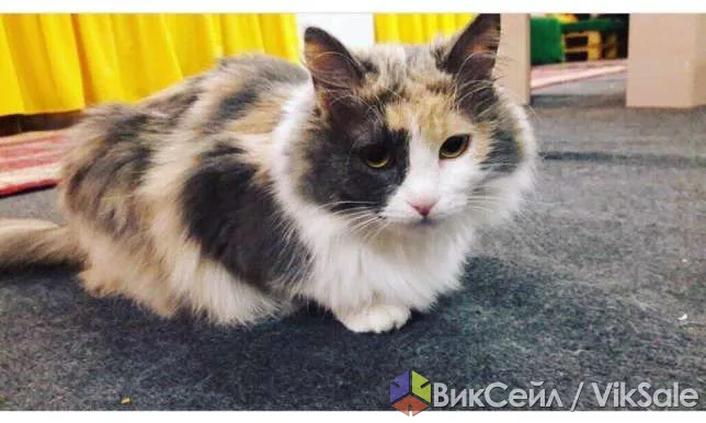Ласковая кошка ищет новый дом