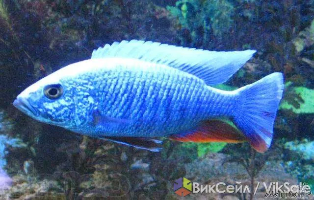 Аквариумные рыбки — взрослые айсберги