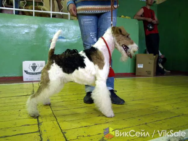 Щенки фокстерьера: гладкошёрстные и жёсткошёрстные