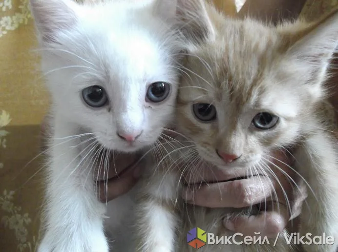 Котята британской породы, 2 месяца, от породистых родителей