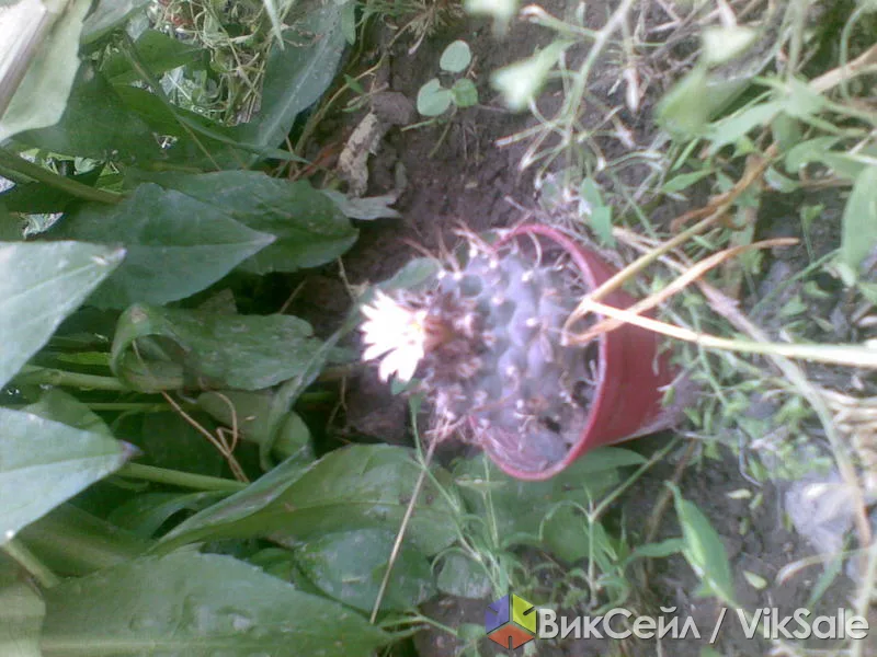 Кактусы комнатные, большой выбор видов
