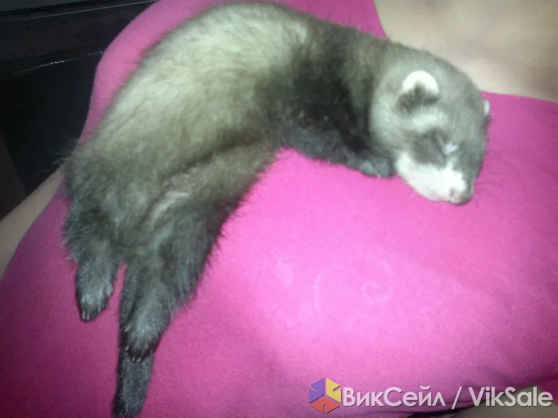 Ищу хорька девочку до 2 месяцев
