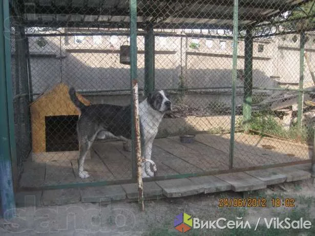 Чистокровный алабай Актос, 3 года