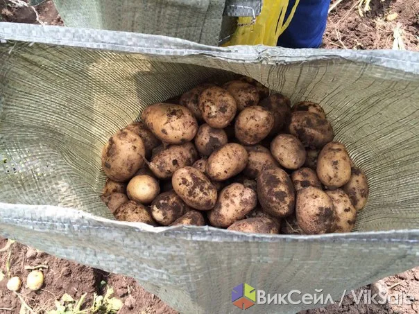 Картофель оптом, сорт Невский