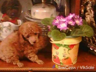 Щенки той-пуделя, девочки, персиковый окрас