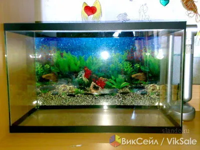 Аквариумы и рыбки в Астане: наличие и заказ
