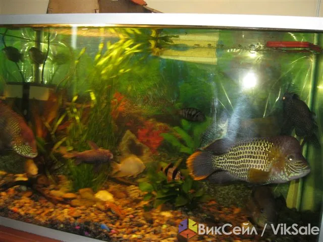 Бирюзовые акары: самец и две самки