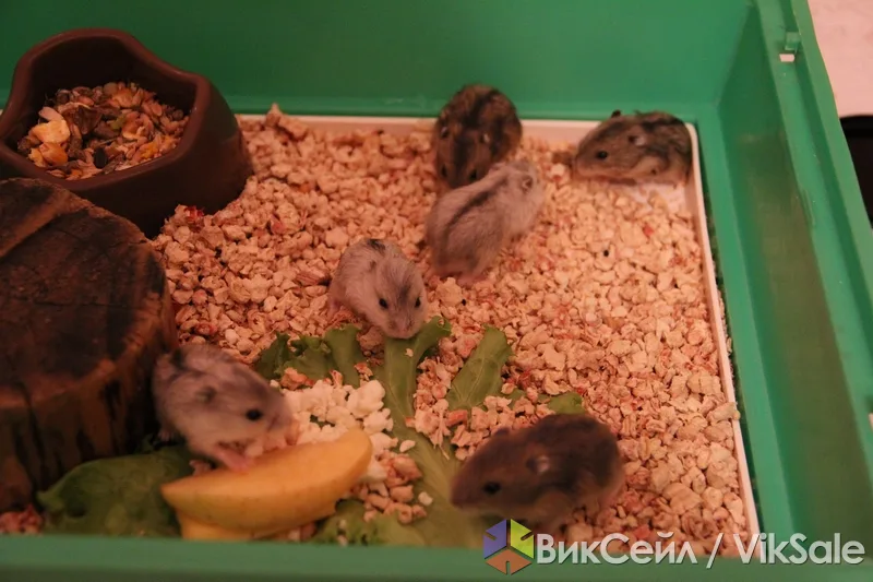 Джунгарские хомячки, 1 месяц