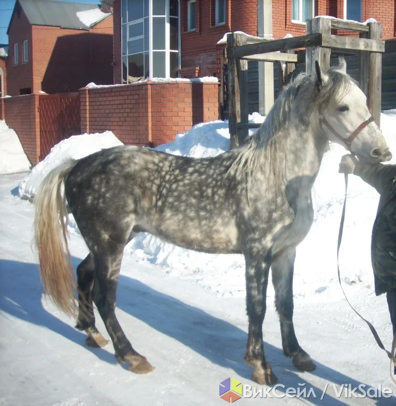 Жеребец в хорошие руки