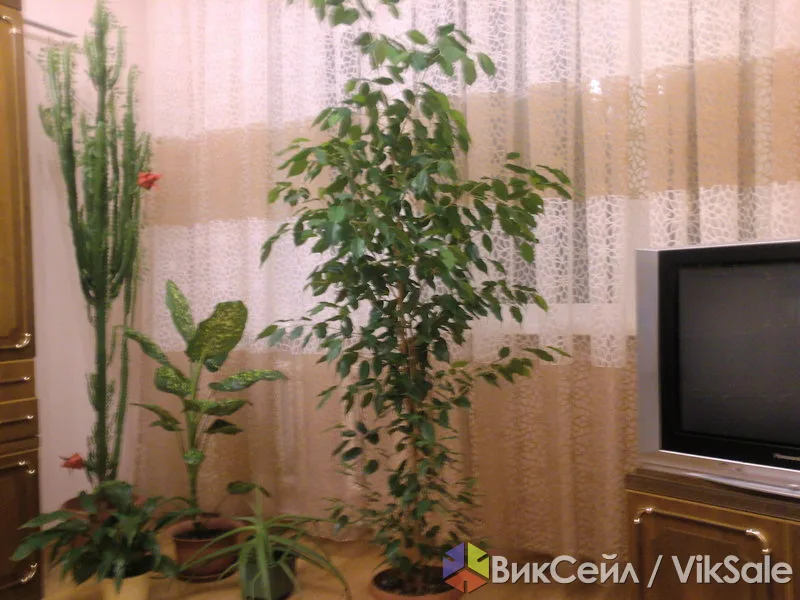Фикус Бенджамина, высота 2 метра
