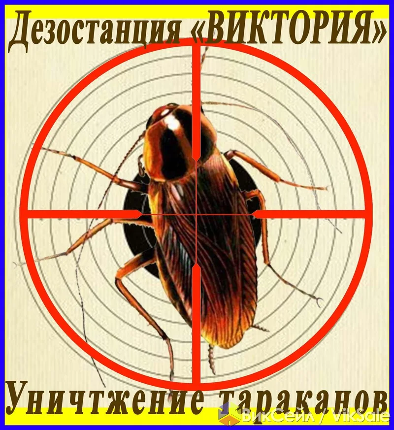 Уничтожение тараканов в Алматы и области — дезостанция «Виктория»