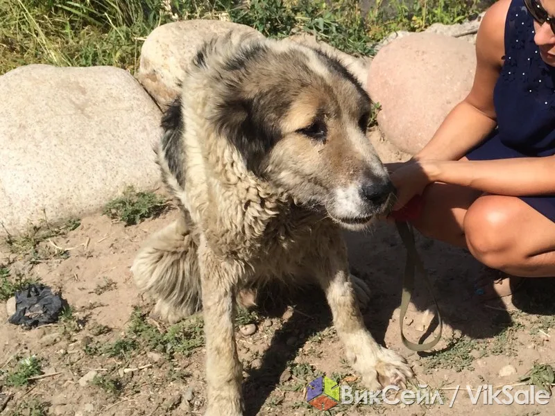 Пропал алабай в районе Каскелен
