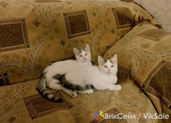 Милые котята с розовыми носиками ищут заботливые семьи