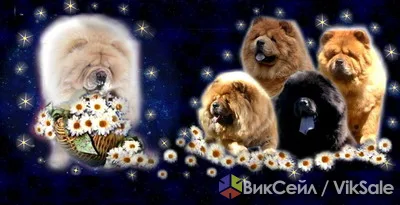 Щенки чау-чау от выставочных родителей