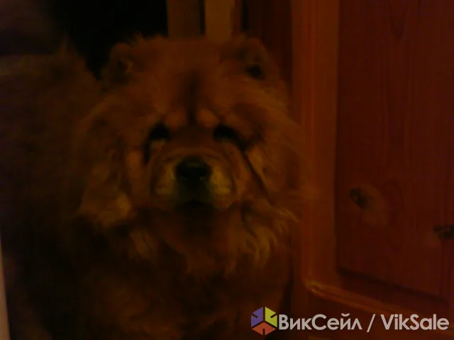 Пропала сука чау-чау, отзывается на кличку Ева