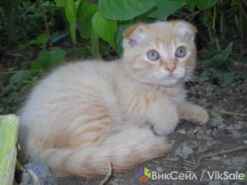 Котята шотландской вислоухой кошки — 2 месяца, привиты