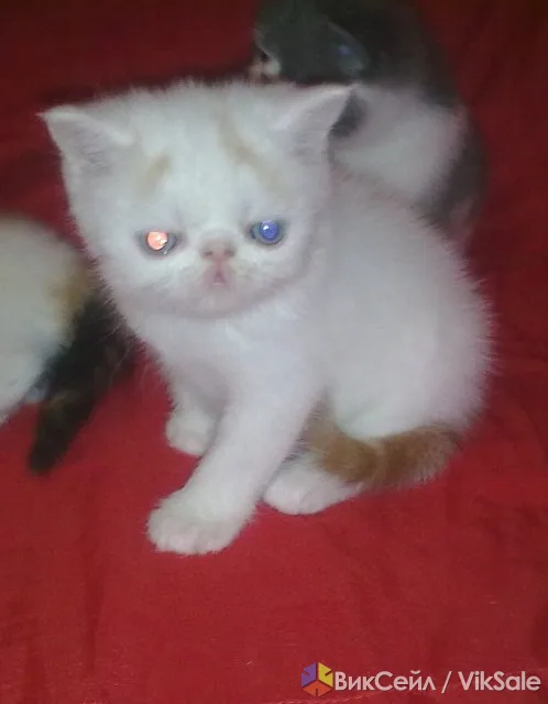 Котята экзотической короткошёрстной породы редких окрасов