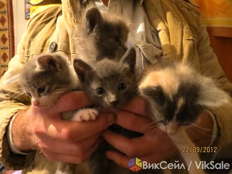 Котята в хорошие руки