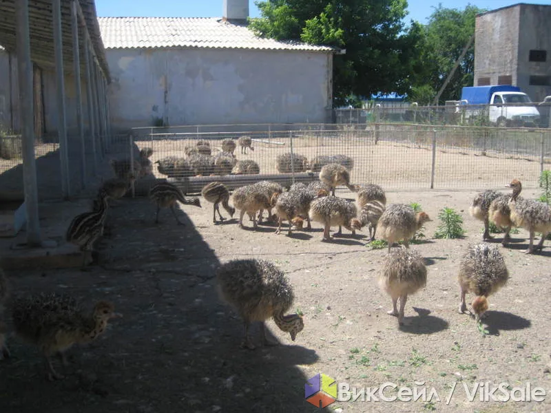 Африканские чёрные страусы — производители и птенцы