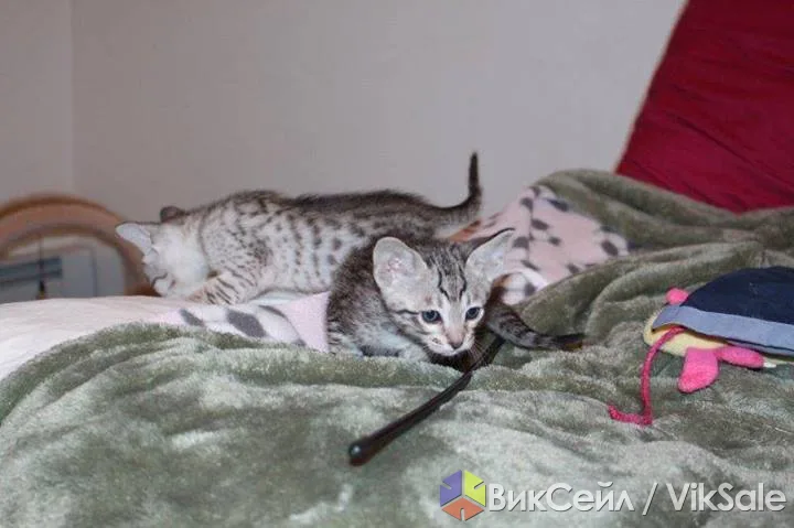Чистокровный африканский сервал из питомника