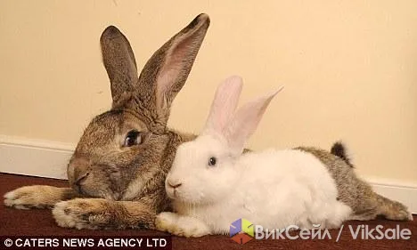 Ищу крольчат крупных пород: фландр или великан