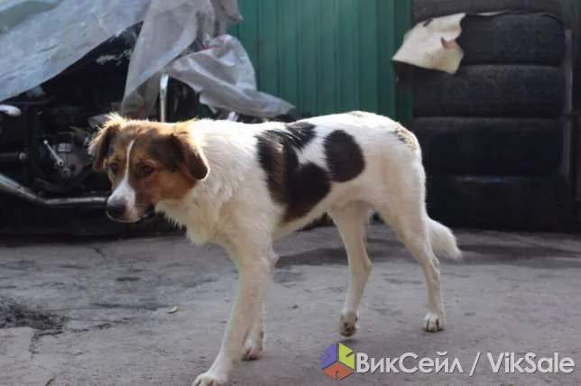 Отдам в добрые руки собаку Грома