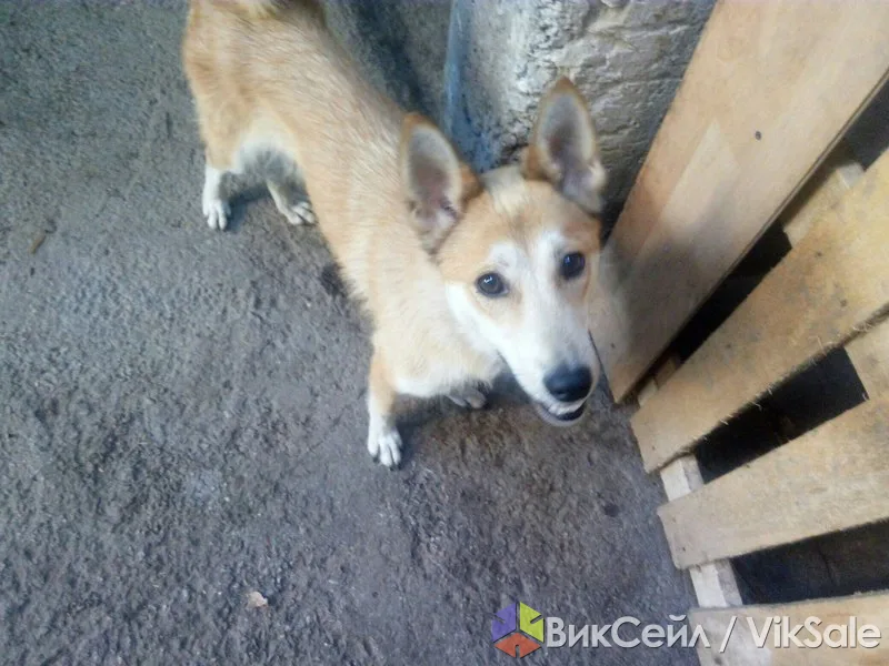 Юта ищет дом и заботливого хозяина