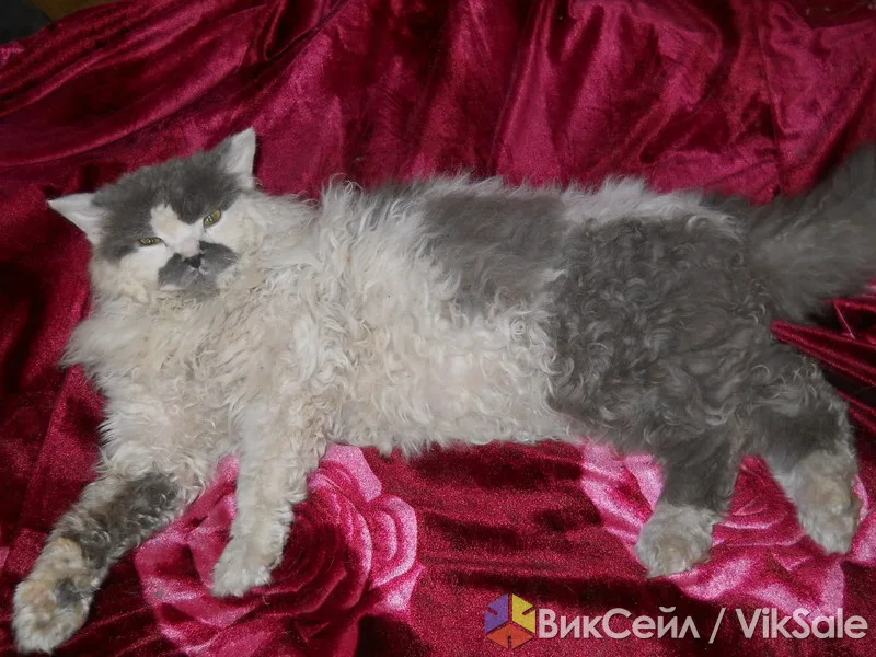 Кудрявые котята Селкирк рекс с родословной