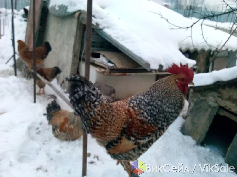 Петухи породы Марана — крупные, мясо-яичные