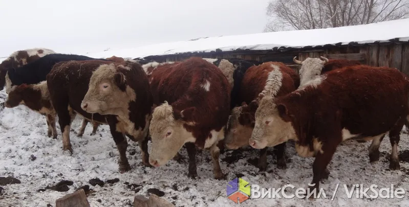 Скот живым весом: быки, коровы, лошади, бараны