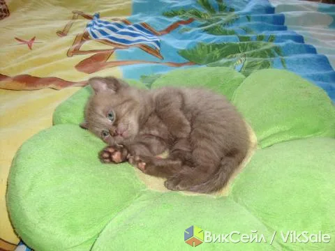 Британские котята редкого окраса — мальчик и девочка