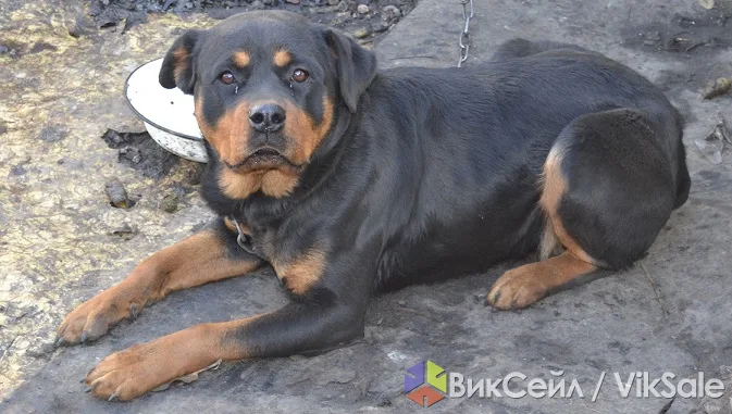 Чистопородный ротвейлер, 8 месяцев, девочка