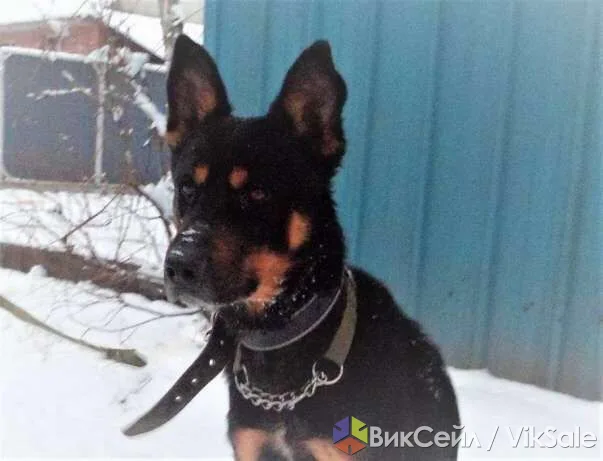 Князь ищет дом