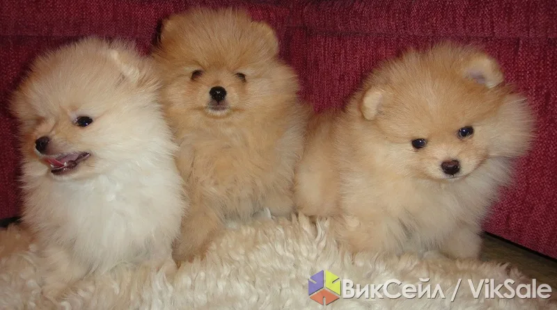 Щенки немецкого шпица от родителей-чемпионов