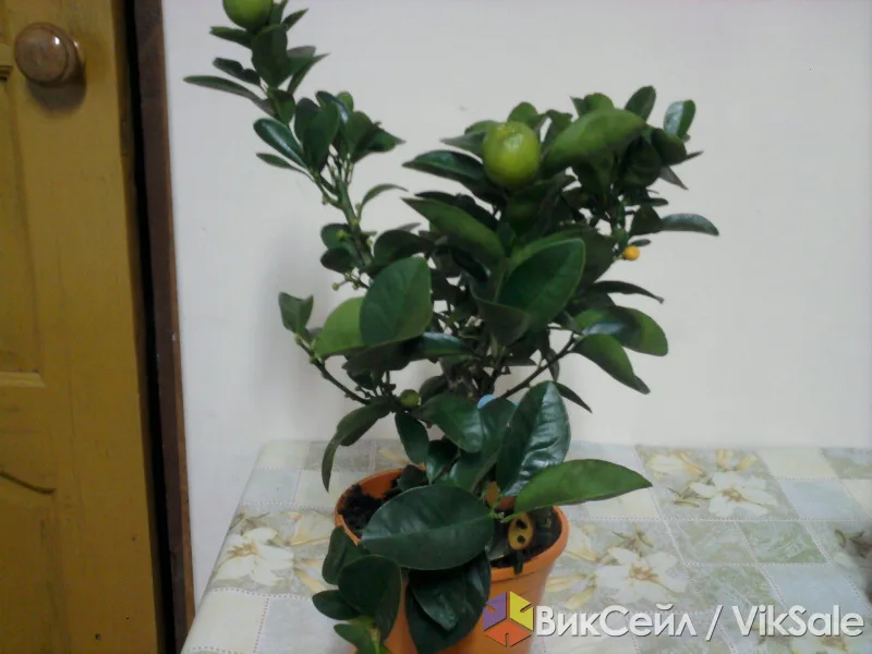 Комнатные растения: цитрофортунела, каллы, фаленопсис и другие
