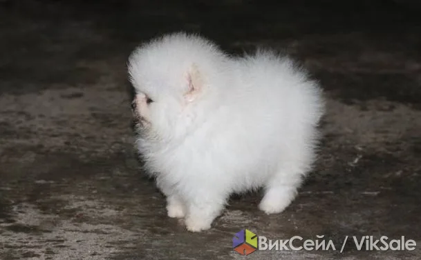 Померанский шпиц (миник), мальчик