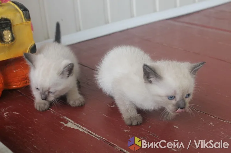 Сиамские котята с голубыми глазами в добрые руки